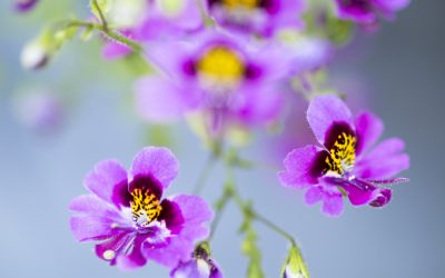 Bauernorchideen: hübsche Blüten, leichte Aussaat, einfache Pflege.
