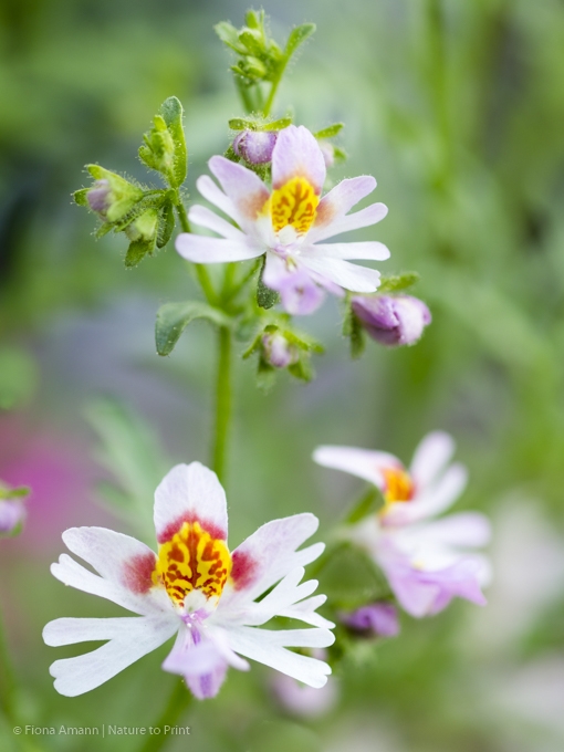 Bauernorchideen: hübsche Blüten, leichte Aussaat, einfache Pflege.