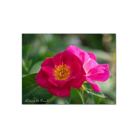 Rose Weg der Sinne, eine neue Rosenliebe | Mein Blumenbild des Tages