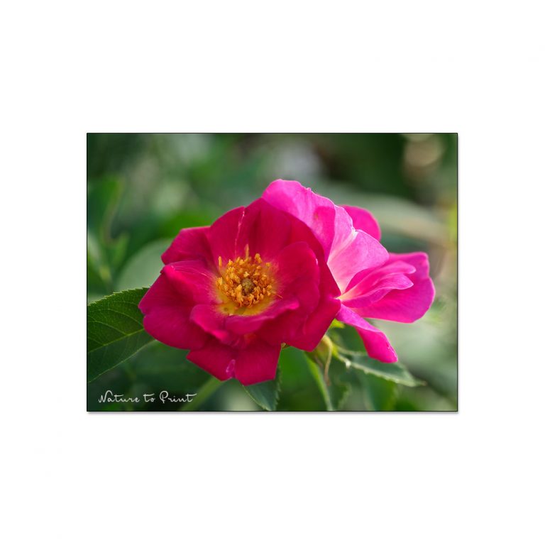 Rose Weg der Sinne, eine neue Rosenliebe | Mein Blumenbild des Tages