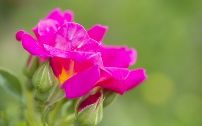 Rose Weg der Sinne, eine neue Rosenliebe