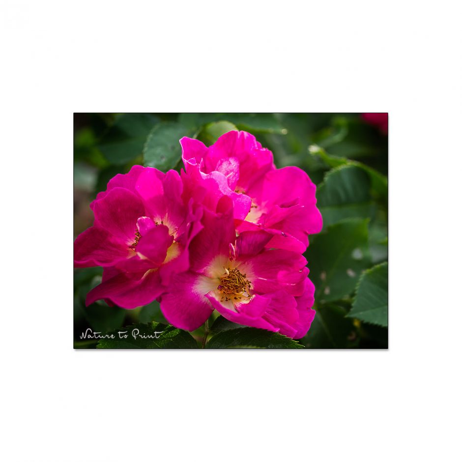 Rose Weg der Sinne blüht im schönsten, dunklen Pink und hat offene Blüten