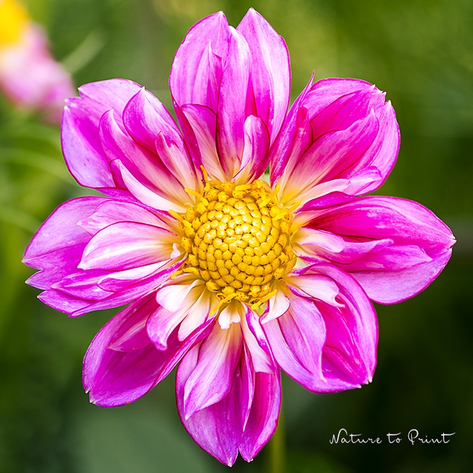 Blumenbild Colarette-Dahlien