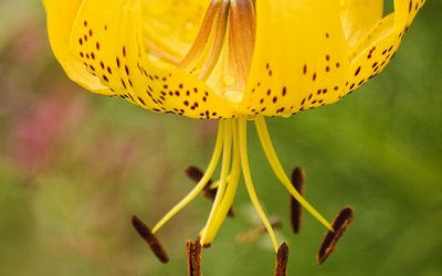 Türkenbund Citronella. Heimische Naturschönheit für den Garten.