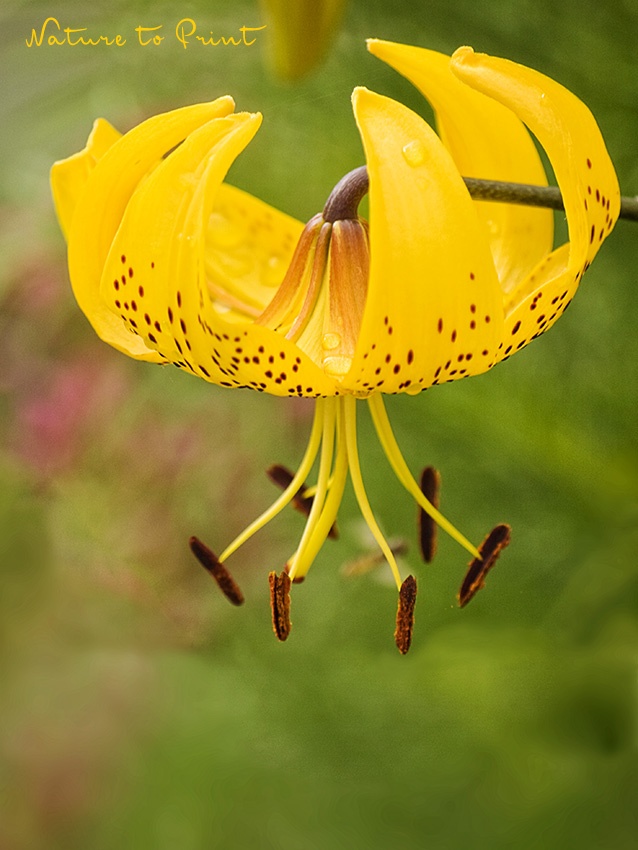 Türkenbund, heimische Naturschönheit für den Garten. Blumenbild gelbe Türkenbundlilie