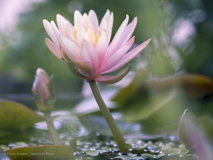 Blumenbild Kleine Seerose im Miniteich | Glück wächst und blüht im halben Weinfass