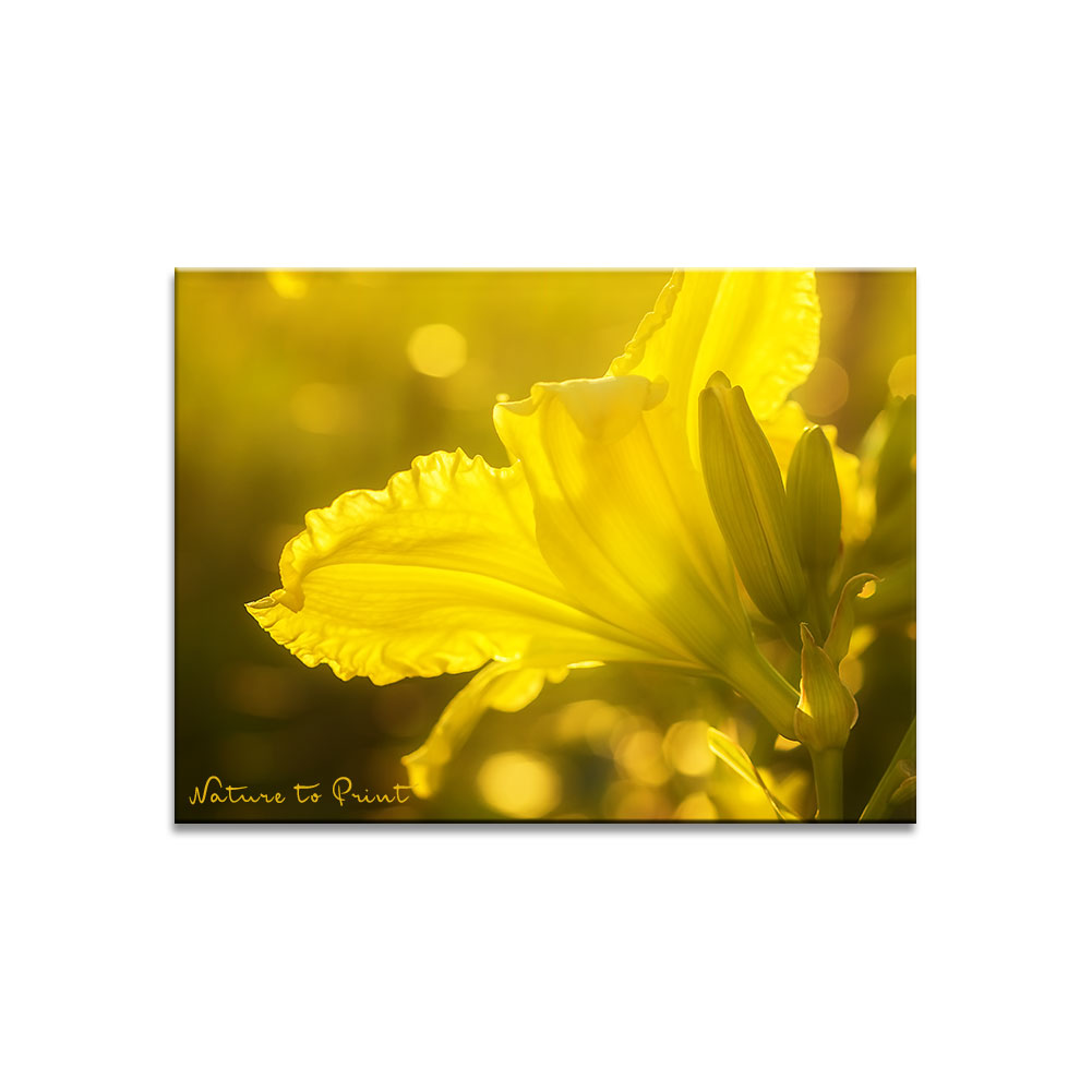 Im Garten blüht eine gelbe Taglilie am frühen Morgen