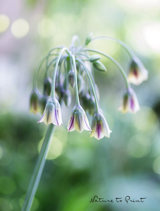Blumenbild Bulgarischer Lauch Allium bulgaricum