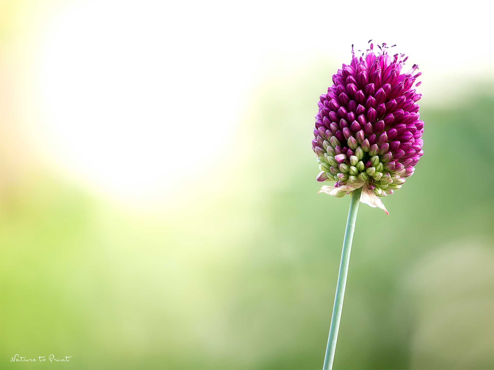 Wie alles begann | Mein Blumenbild | Paukenschläger-Allium im Garten