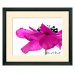 Die Blumenfotografin | Mein Blumenbild des Tages