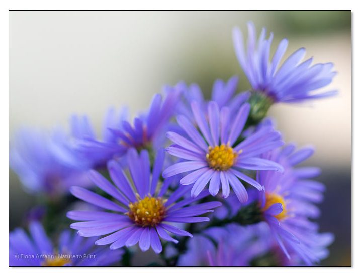 Astern in Violett - Komplementärfarbe von Gelb und Orange Astern in Violett - Komplementärfarbe von Gelb und Orange