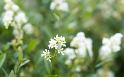 Liguster. Eine Hecke für Vögel, Bienen, Gartenanfänger und -kenner.