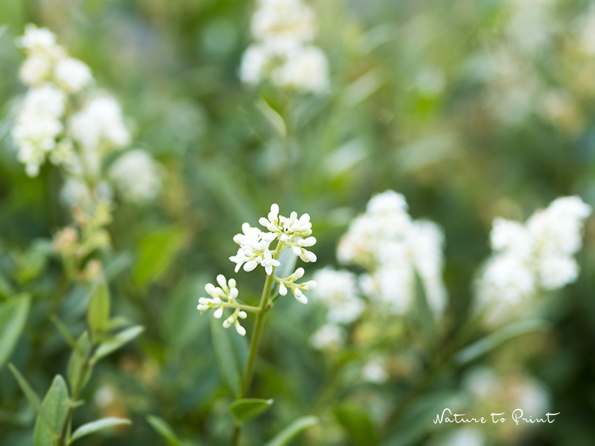Der Liguster blüht überreich mit hübschen weißen Blüten