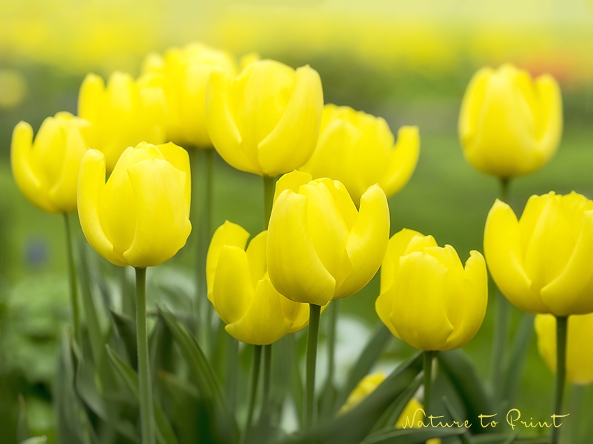 Gelbe Blumen. Unterschätzte Glücklichmacher im Garten - Color Blocking mit gelben Tulpen.