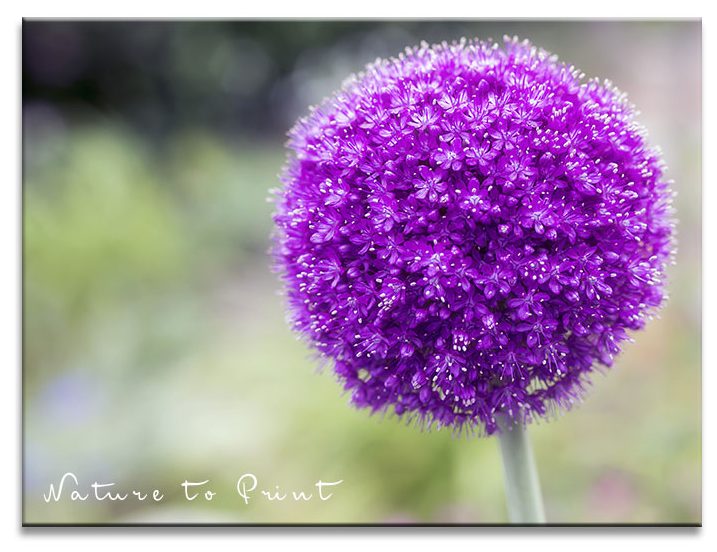 Violetter Zierlauch / Allium mit großer Sternblüte Violetter Zierlauch / Allium mit großer Sternblüte