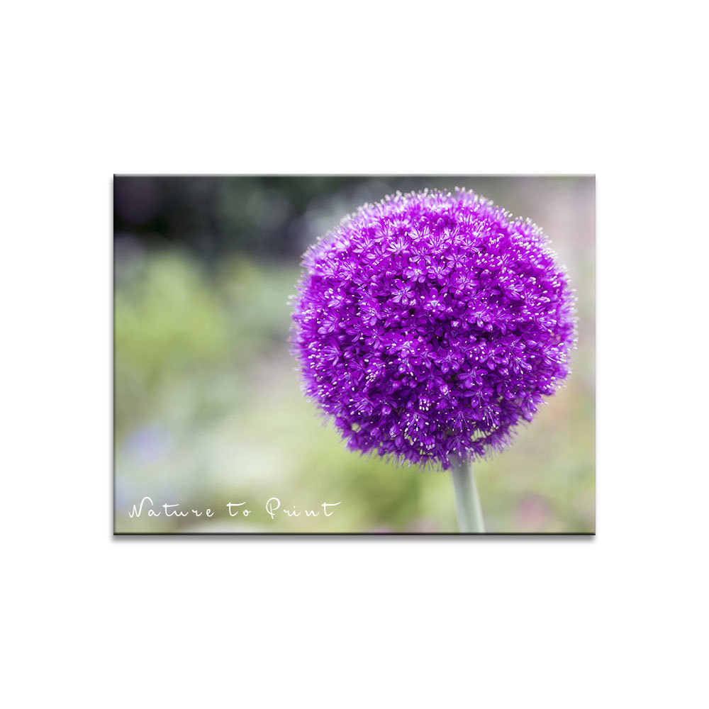 Violetter Zierlauch / Allium mit großer Sternblüte