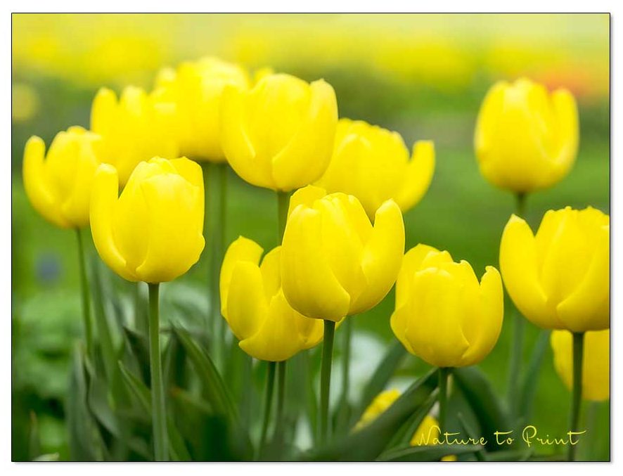 Einfach gelbe Tulpen. Im Hintergrund leuchtet eine blühende Löwenzahnwiese im schönsten Sonnengelb. Gelbe Blumen. Unterschätzte Glücklichmacher im Garten - Color Blocking mit gelben Tulpen.