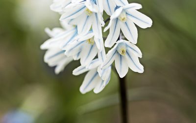 Puschkinien, himmelblaue Frühblüher zum Verwildern