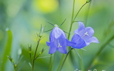 Glockenblumen, Glück in Himmelblau