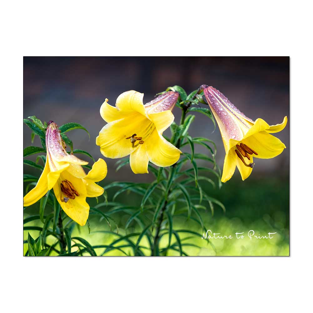 Gelbe Lilien im Blumengarten von Nature to Print