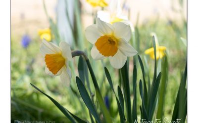 Einfache Blüten. Einfach, aber perfekt.