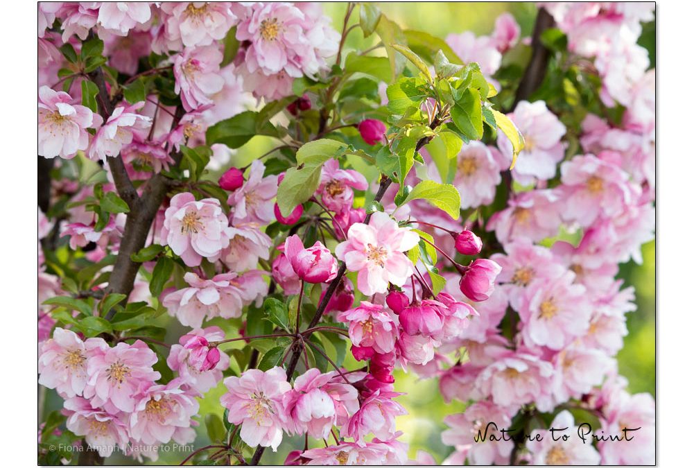 Zierapfel Van Eseltine im rosa Blütenrausch.