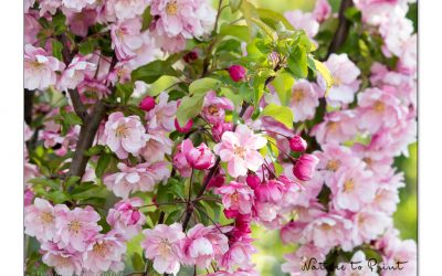 Zierapfel Van Eseltine im rosa Blütenrausch.