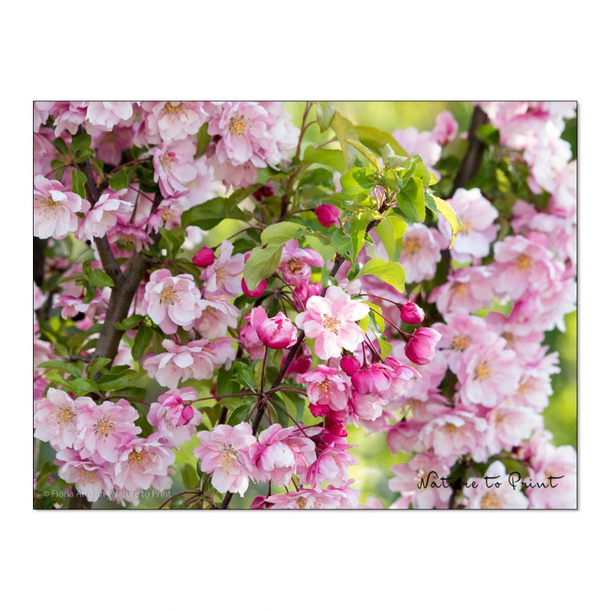 Zierapfel Malus Van Eseltine im Blütenrausch