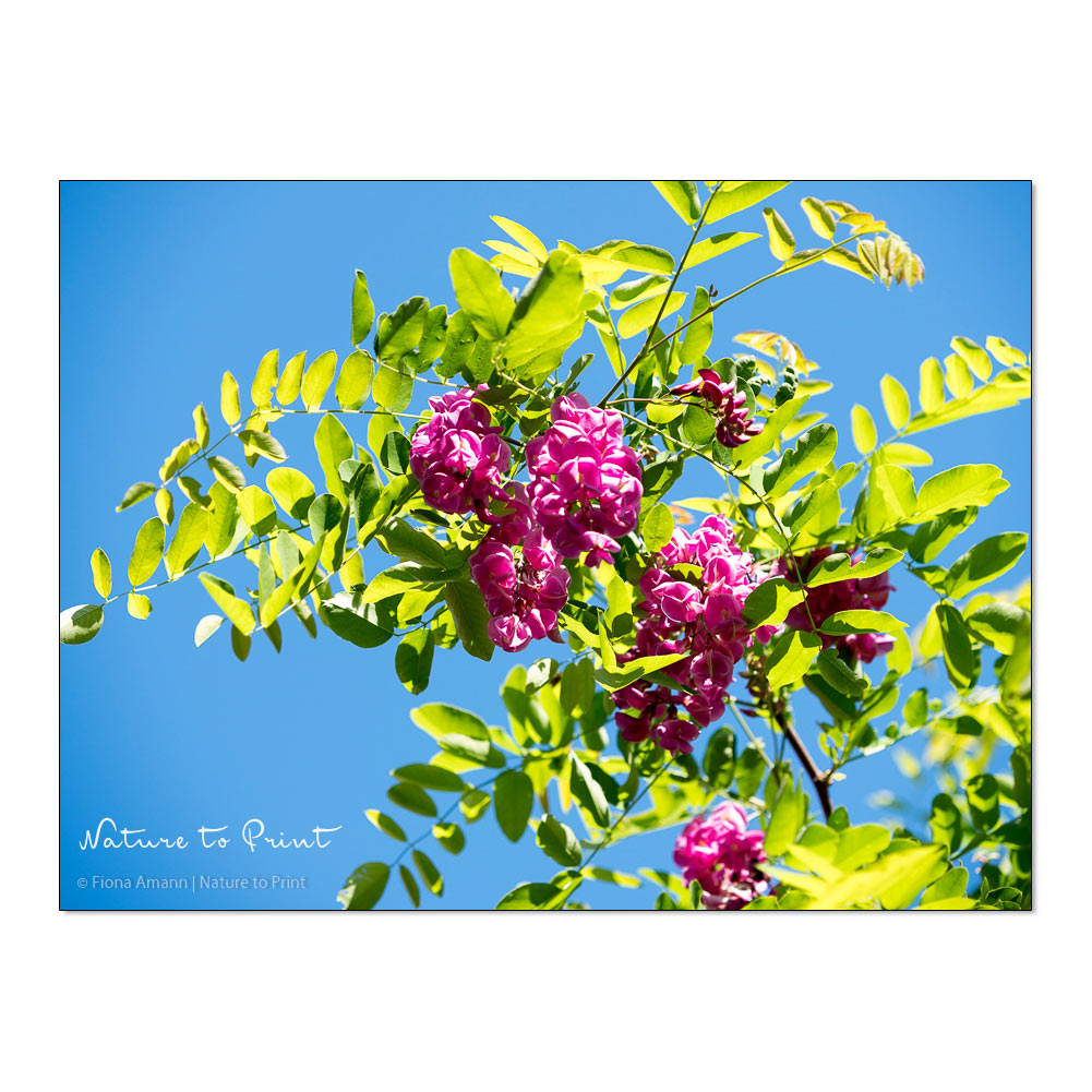 Lieblingsbaum Robinie Casque Rouge im Garten von Nature to Print