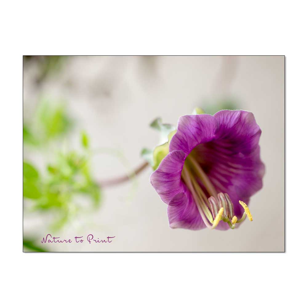 Glockenreben blühen in Violett, Rosa oder Weiß