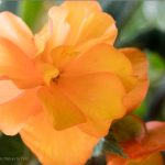 Gärtnern im Februar Knollenbegonien werden jetzt getopft