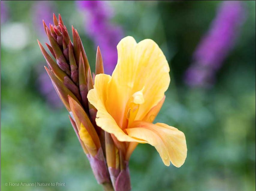 Gärtnern im Februar: Canna, Indisches Blumenrohr, ihre Knollen werden schon früh im Jahr getopft. Canna, das Indische Blumenrohr