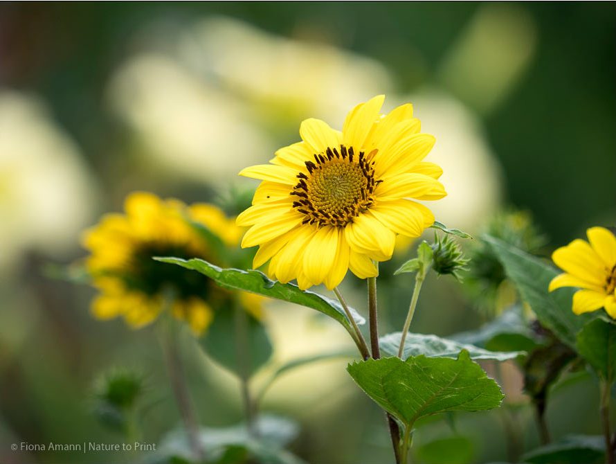 Staudensonnenblume Helianthus blüht im Sommer. Spätestens im Vorfrühling wird die Staude bodentief abgeschnitten. Zu groß gewordene Stauden können jetzt auch geteilt und versetzt werden. Staudensonnenblume blüht im Sommer