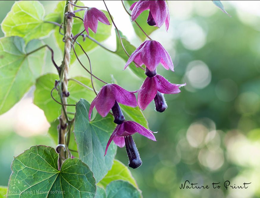 Rhodichiton, der Rosenkelch oder Rosenkleid. braucht lange von der Aussaat bis zur Blüte. Rhodichiton braucht lange von der Aussaat bis zur Blüte