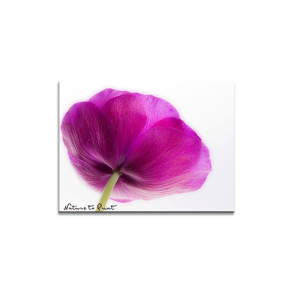 Blumenbild Kronen-Anemonen, freigestellt auf Weiß