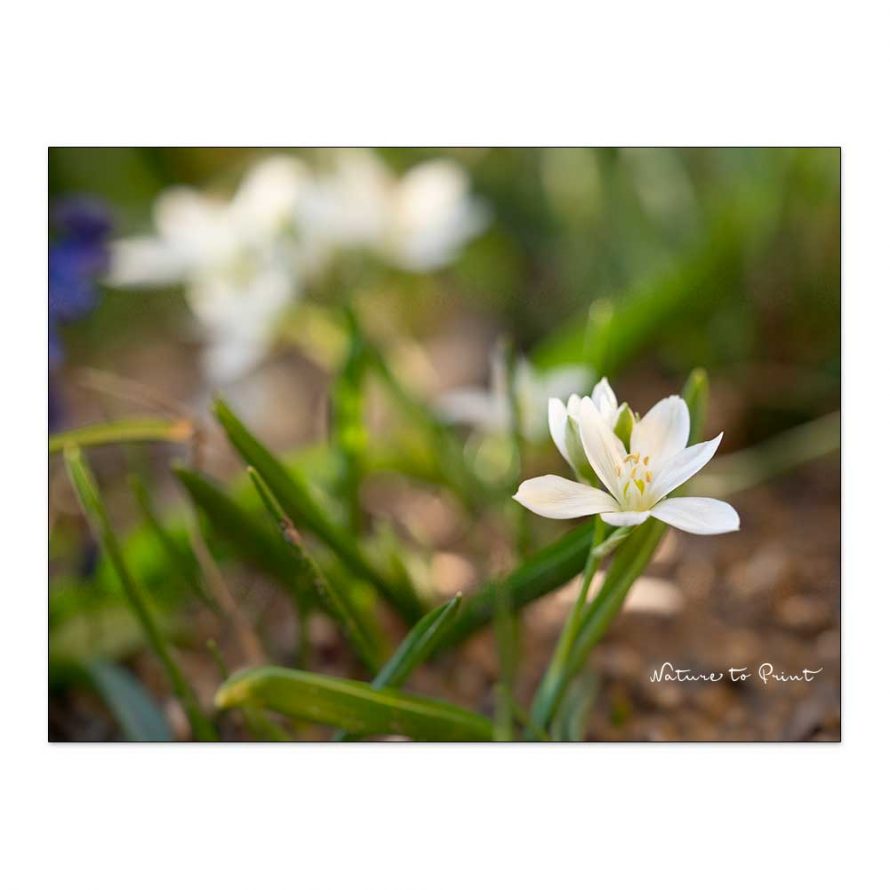Breitblättriger Milchstern, Früher Milchstern, Ornithogalum balansae