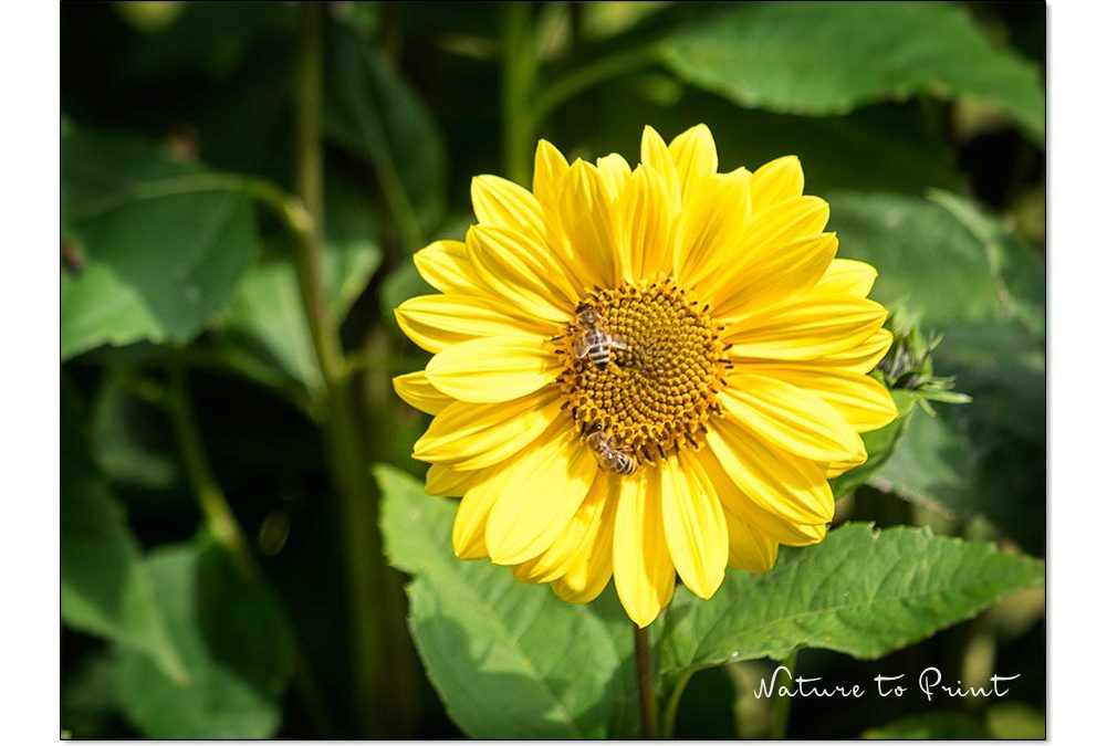Gelbe Blumenbilder wachsen im Garten. Staudensonnenblume, Helianthus