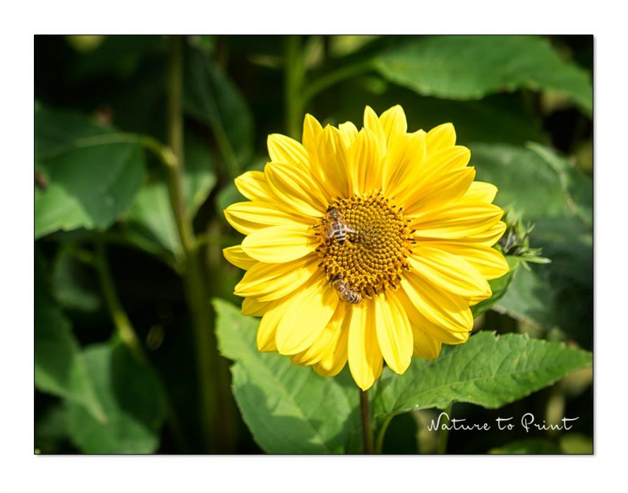 Gelbe Blumenbilder wachsen im Garten. Staudensonnenblume, Helianthus
