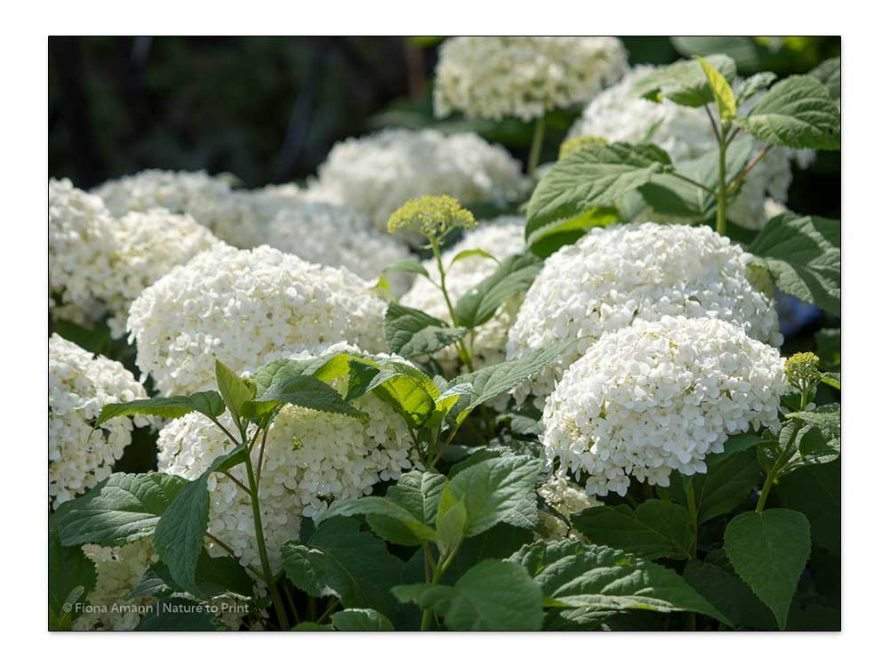 Hortensie Annabelle schneiden, düngen, und unsichtbar stützen