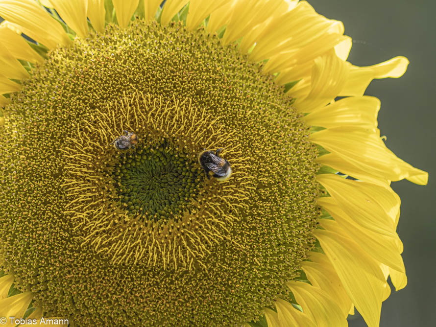 Bienen lieben Sonnenblumen