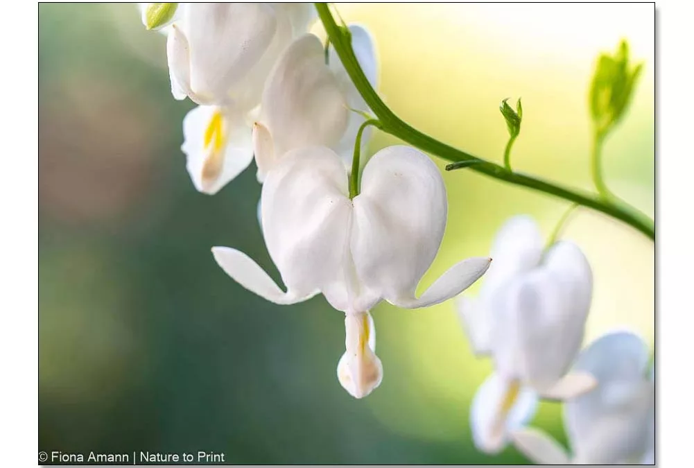 Weiße Herzblume blüht im Herbst. Hübsche Überraschung!