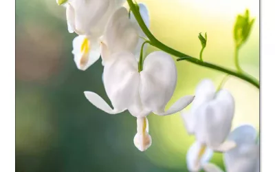 Weiße Herzblume blüht im Herbst. Hübsche Überraschung!