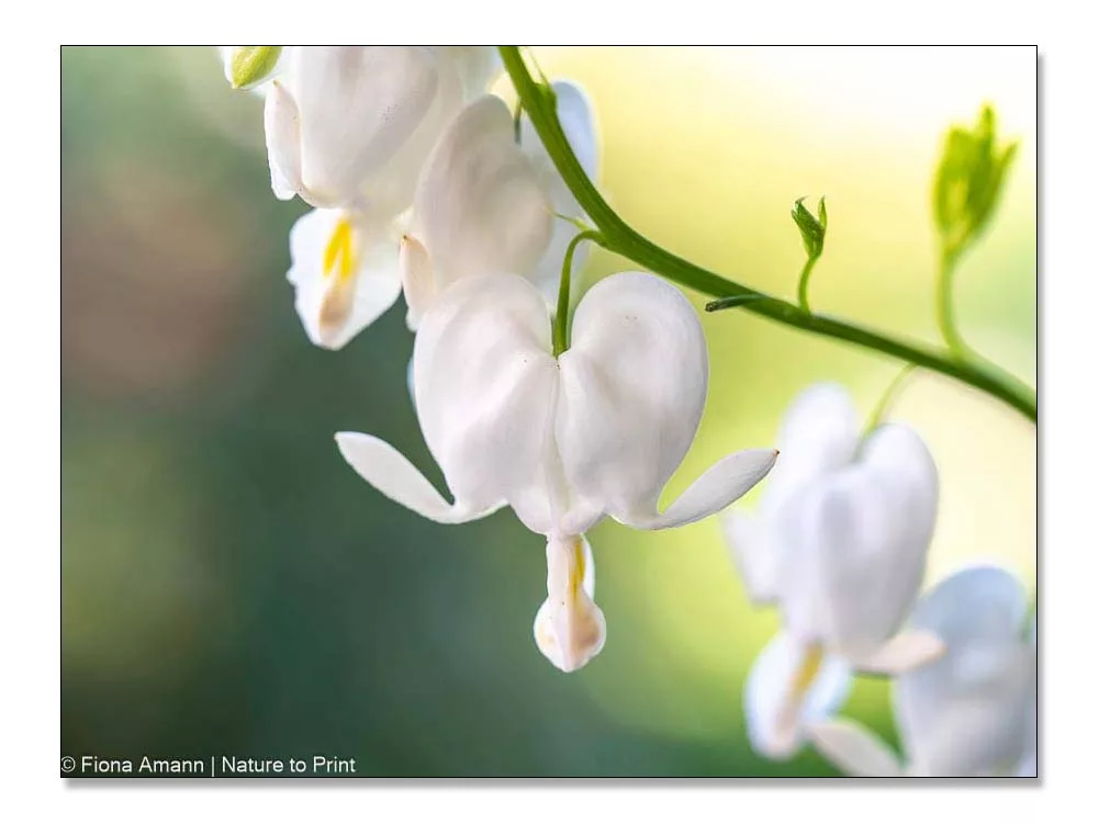 Weiße Herzblume blüht im Herbst. Überraschung!