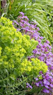 PFLANZENLIEBLING Walzen-Wolfsmilch
Walzen-Wolfsmilch oder Myrtenblättrige Wolfsmilch gedeiht, wo andere Stauden es nicht schaffen. Sie begrünt karge Flächen, Schotter, Betonpflanzsteine und Tröge. Sie verträgt volle Sonne, Hitze und Trockenheit – nur Staunässe und fetten Boden mag sie nicht.
Die Walzen-Euphorbia ist immergrün, doch ein Rückschnitt direkt nach der Blüte ist dennoch ratsam, um Platz zu schaffen für neue Triebe und um die Selbstaussaat zu verhindern. Denn das beherrscht die Sukkulente ebenfalls sehr gut. Sie bezieht auch gerne Mauer- und Pflasterfugen. Ein Samen findet immer einen neuer Platz. Aber die Sämlinge werden nie lästig, sondern lassen sich ganz einfach entfernen.
ABER VORSICHT: Die Walzen-Wolfsmilch ist giftig! Der ätzende Milchsaft verursacht juckende Ekzeme und eine Kontaktallergie, die Sie nicht mehr loswerden. Deswegen besteht bei allen Pflege- und Schnittmaßnahme HANDSCHUHPFLICHT! Sollten Sie in Kontakt mit dem Milchsaft gekommen sein, waschen Sie die Stelle SOFORT mit viel Wasser ab. Gleiches gilt, sollte Milchsaft ins Auge gekommen sein. Gehen Sie anschließend UMGEHEND zum Augenarzt.
Warum trotzdem Walzen-Wolfsmilch pflanzen? Weil die genügsame Staude extrem robust ist. Keine Schädlinge, keine Schneckengefahr, keine Krankheiten, nicht gießen, nicht düngen! Sie ist außerdem insektenfreundlich, insbesondere für Schmetterlinge und Wildbienen ein echter Gewinn.
Alles Weitere zum Pflanzen, Vermehrung, Standort und Boden im Blog
https://www.wo-blumenbilder-wachsen.de/walzen-wolfsmilch-walzen-euphorbia/
Kurz: https://www.insbeet.de/Walzenwolfsmilch
#sukkulenten #gartenpflanzen #wirliebenpflanzen #sukkulent #staudengarten #pflanzentipps #euphorbia #wolfsmilch #stark #steingarten #dachbegrünung #gartentipps #pflanzenpflege #naturgarten #blumenfotografie #garteninspiration #gartenwissen #pflanzenpower #landhausgarten #mauerblume #gartenblogger #sukkulentenliebe #gartenblog