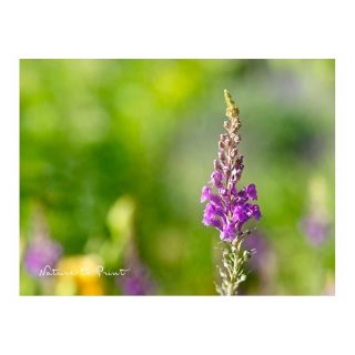 BIENENLIEBLING: Purpur-Leinkraut
Der 1. Flor ist längst vorbei. Aber wenn man Purpur-Leinkraut danach bodentief abschneidet, treibt es wieder kräftig aus und blüht erneut bis zum Herbst.
Gleichzeitig findet man jetzt schon Sämlinge und Jungpflanzen, die ebenfalls bereitwillig blühen wollen. Überall, wo der Boden locker, eher trocken, nährstoffarm und gut drainiert ist, stehen die Chancen gut, jetzt junge Purpur-Leinkraut-Pflanzen zu finden.
Die filigrane Wildstaude macht immer einen "ordentlichen" Eindruck. Begleitet Rosen, Lavendel, viele Sommerblumen und Stauden.
Leinkraut muss man nicht gießen und ist, meiner Erfahrung nach völlig schneckenresistent.
Jetzt wäre noch Zeit, die Wildstaude zu säen. Geht fix und ist einfach.
Im Blog: Purpur-Leinkraut, filigrane Wildstaude für extrem sonnige Lagen
https://www.wo-blumenbilder-wachsen.de/purpur-leinkraut/
Kurz: https://www.insbeet.de/Leinkraut
#stauden #ziergarten #staudenbeet #blumen #gartenwissen #gartentipps #naturgarten #staudengarten #gärtnern #pflanzentipps #grünerdaumen #gartenzauber #blüten #blütentraum #pflanzenliebe #pflanzenpflege #anzucht #bienenfreundlich #blumengarten #gartengestaltung #bienen #gartenblogger #blumenfotografie #naturimgarten #gartenfragen #nachhaltigesgärtnern #gartenblog #vorgarten #landhausgarten