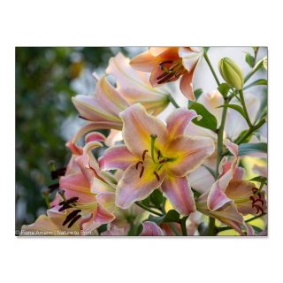 GARTENWISSSEN: Der süße Duft der Lilien
Wenn es im Garten plötzlich unwiderstehlich süß und aromatisch duftet, blühen Lilien. Nicht alle Lilien duften gleichermaßen, aber meine mannshohen Schmucklilien schon.
Meine OT-Lilien / Baumlilien sind in den letzten Jahren enorm gewachsen. Anfangs hatten sie nur einen Blütenkranz, doch inzwischen setzen sie sich selbst immer weitere Kronen auf. Teilweise wachsen neben der Mutterpflanze bereits Tochterpflanzen. Im Herbst werde ich da wohl ein oder andere Lilie versetzen und jeder etwas mehr Platz gönnen.
Und was ist mit Lilienhähnchen?
Nichts! Lilienhähnchen bevorzugen andere Liliensorten mit weichen Blättern. OT-Lilien und Trompeten-Lilien lassen sie links liegen. Aber auch auf allen anderen Lilien habe ich dieses Jahr keinen einzigen roten Käfer entdeckt. Woran das wohl liegt? Vielleicht an den Nützlingen, die ich nach Kräften unterstütze. Vögel, Spitzmäuse und Kröten, und was da so alles kreucht und fleucht. Offensichtlich vertilgen sie auch Lilienhähnchen.
Im Blog: 12 Pflegetipps für gesunde Lilien
https://www.wo-blumenbilder-wachsen.de/lilien-12-pflegetipps/
Kurz: https://www.insbeet.de/Lilien_pflegen
#lilien #lilium #gartentipps #naturgarten #pflanzenwelt #anzucht #hobbygärtner #blütenzauber #gartengestaltung #ziergarten #meingarten #staudengarten #pflanzentipps #grünerdaumen #pflanzenliebe #blumenmachenglücklich #gartenwissen #blüten #schnittblumen #blumenliebe #gartenblogger #gartentipp #lebenmitblumen #lilie #blumengarten #gartenpflanzen #wirliebenpflanzen #gartenblog #blumenfotografie #omsystemde