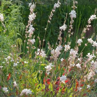 12 GARTENTIPPS: Der pflegeleichte Vorgarten
Ein Vorgarten ist die Visitengarten des Hauses und seiner BewohnerInnen. Idealerweise sieht er das ganze Jahr über einladend aus, gerne bunt und vielseitig bepflanzt. Ein Hausbaum, viele Stauden und dazwischen Sommerblumen.
Artet das nicht in Arbeit aus? Nein. Wenn man es richtig anstellt und standortgerechte Pflanzen setzt, wächst und blüht ein Vorgarten fast von ganz alleine.
Wie wird ein pflegeleichter Vorgarten bepflanzt?
Gibt es Tricks und Tipps bei der Auswahl an Pflanzen?
Wie oft muss man ihn wirklich jäten?
Womit Lücken schließen im 1. Jahr?
Wie blüht der Vorgarten das ganze Jahr?
Wann und wie beginnen?
Im Blog: 12 Pflegetipps für leichteres Gärtnern
https://www.wo-blumenbilder-wachsen.de/pflegeleichter-vorgarten-12-tipps/
http://www.insbeet.de/Vorgarten
#vorgarten #gartengestaltung #gärtnern #gartenarbeit #garten #gartenblog #garteninspiration #gartenblogger #pflanzenliebe #lebenmitblumen #gartenplan #pflanzenfreude #pflanzen #stauden #staudengarten #blumen #blumengarten #bienen #zukunftsplanzen #sommerblumen #gartenliebe