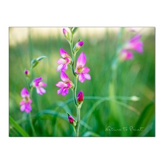 PFLANZENLIEBLINGE: 5 glorreiche Gladiolen.
Wussen Sie, dass es verschiedene Gladiolen / Schwertblumen gibt? Große Schmetterlingsgladiolen kennt jeder. Dabei sind sie nur neumodische Züchtungen für den Vasenschnitt. Spektakulär anzusehen, aber im Garten nur mit viel Aufwand standfest zu halten.
Wilde-Gladiolen, Zwerg-Gladiolen, die heimische Siegwurz und Abessinische Sterngladiolen sind wesentlich einfacher zu kultivieren und passen auch besser in den naturnahen Garten. Einige dieser Gladiolensorten können sogar im Beet überwintern. Andere Gladiolenknollen verbringen den Winter über lieber im frostfreien Keller.
Im Blog: 5 glorreiche Gladiolen. Pflanzen, pflegen, überwintern.
https://www.wo-blumenbilder-wachsen.de/gladiolen-pflanzen-pflegen/
Kurz: https://www.insbeet.de/5Gladiolen
Gladiolen für die Vase. Wo finden, wann schneiden, wie behandeln?
http://www.insbeet.de/Gladiolen_Vase
Blumenbilder Gladiolen
http://www.insbeet.de/Gladiolen
#gladiolen #blumengarten #gartenblumen #blumenstrauß #blumenliebe #schwertlilie #iris #zwiebelblumen #zwiebelgewächse #gartentipps #pflanzenliebe #blumen #pflanzen #gartenideen #gartenglück #naturgarten #blumenfotografie #blumenmachenglücklich #blüten #gärtnern #gartenzauber #pflanzenpflege #gartentipp #gartenfragen #gartenwissen #grünerdaumen #gartengestaltung #blumenbeet #gartenblogger #traumgarten