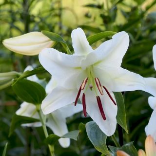 13 Pflegetipps für den Blumengarten im Juli
Im Juli haben Taglilien Hochsaison. Die dankbaren Stauden leuchten in allen Farben. Wichtig ist, Taglilien am besten täglich auszuputzen.
Juli ist auch die Zeit der Lilien. Prächtige, mannshohe Schmucklilien verzaubern durch monumentale Größe und süßen Duft. Botanische Lilien haben dagegen kleinere Blüten, die nach Honig duften und wie kleine Turbane aussehen. Sie sind Juwelen im Naturgarten.
Im Staudengarten machen kleine Helden unten herum alles dicht. Keine Arbeit mehr für die Gärtnerin, denn in dicht bepflanzten Beeten hat Unkraut keine Chance mehr.
Was gibt's zu tun im Juli-Garten?
Schneiden! Alles, was verblüht ist, sollte man zeitnah schneiden.
Schneiden Sie Clematis-Hybriden kräftig zurück dann blühen viele im Herbst ein zweits Mal.
Düngen! Der erste Langzeitdünger ist verbraucht. Jetzt brauchen starkzehrende Blumen in Beet und Kübel jede Woche ein Portion Dünger.
Säen! Im Juli werden die Weichen fürs kommende Blumenjahr gestellt. Säen Sie zweijährige Sommerblumen wie Fingerhut, Bartnelken, Goldlack, Vergissmeinnicht & Co.
Stützen! Im Juli blühen bereits erste Dahlien. Setzen Sie unsichtbare Pflanzenstützen an die Stiele, damit sie nicht beim nächsten Windstoß umfallen.
Gießen! Frühmorgens oder abends ist die besten Zeit zum Gießen. Hauptsache, die Sonne ist schon weg oder noch nicht da. Ansonsten wirken Wassertropfen wie Brenngläser.
Jäten! Unkraut muss auch im Juli weg. Aber bitte nur selektiv, damit die Pflanzung nicht unter der Pflegemaßnahme leidet.
Diese und weitere Gartentipps für den Juli im Blog:
https://www.wo-blumenbilder-wachsen.de/ziergarten-im-juli-13-aufgaben/
Kurz: https://www.insbeet.de/Juli
#garten #gartengestaltung #gartenideen #pflanzen #schnecken #pflanzenliebe #gartenarbeit #gartentipps #gartenwissen #gärtnern #gartentipp #pflanzenpflege #anzucht #gartenfragen #pflanzenwissen #saatgut #blumen #sommergarten #ziergarten #grünerdaumen #gartenblogger #gartenjahr #gartenzeit #gartenblog #dünger #sommerblumen #blumengarten #vorgarten #düngen #stauden