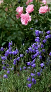 Glockenblumen, hübsch, zäh & insektenfreundlich
Hummeln würden Glockenblumen kaufen. Bienen auch und seitdem sie in meinem Garten wachsen, möchte ich Campanula auch nicht mehr missen.
Polsterglockenblumen legen sich brav zu Füßen von Pfingstrosen, entschärfen die Gartentreppe und verhalten sich manierlich.
Marienglockenblumen blühen weiß und violett, tragen große Blüten in denen sich Hummeln gerne verstecken … oder Nektar laben.
Die Rundblättrige Glockenblume Olympia ist ein Vagabund im Garten. Sät sich fleißig überall aus. Zwischen anderen Stauden, aber auch in Mauerspalten oder Pflasterfugen. Die Staude ist zäh, was man ihrer zarten Statur nicht ansieht.
Egal welche Glockenblume. Jede einzelne ist ein Gewinn für den Blumengarten. Sie lassen sich einfach und sicher säen. Egal ob im März oder eben jetzt. Regenwetter soll man nutzen.
Mehr über Glockenblumen, Standorte, Pflege, Pflanzpartner und Besonderheiten im Blog
https://www.wo-blumenbilder-wachsen.de/glockenblume-campanula/
Kurz: https://www.insbeet.de/Glockenblume
#Stauden #Garten #Gartenwissen #Gartentipps #Pflanzenwissen #Gartenblog #omsystemde #Sommerblumen #Glockenblumen #gärtnern #lebenmitblumen